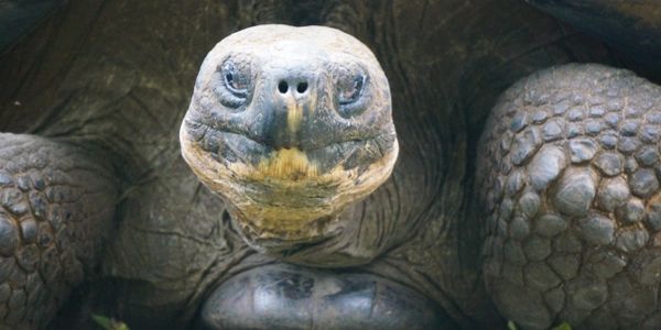 Giant Galapagos tortoise enjoying the morning sun on Santa Cruz Island.