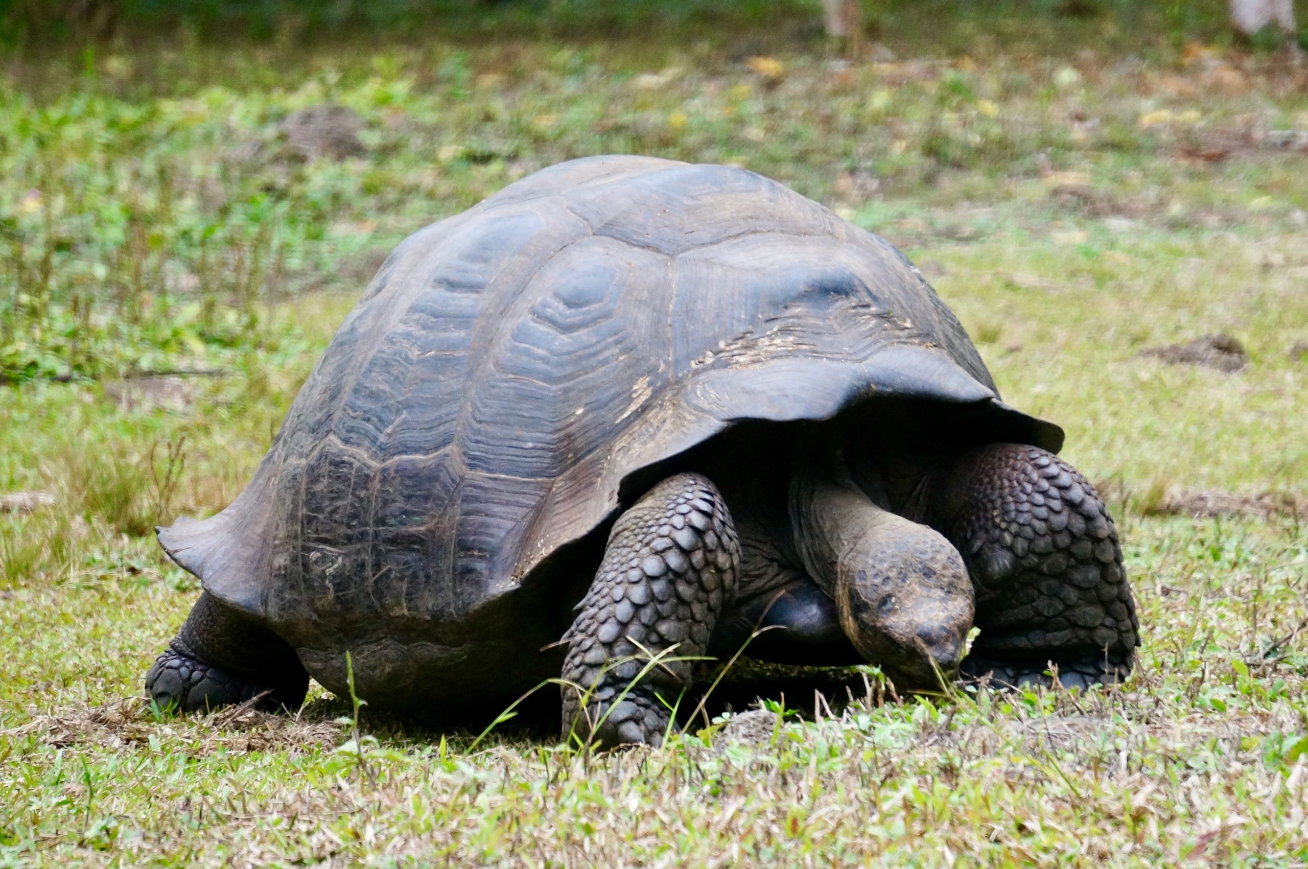 The Science of Tortoise Nutrition