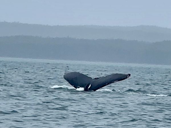 A whale's tail fin emerging from the ocean with misty hills in the background.