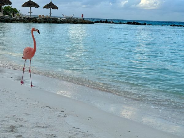 Iguana Beach, Renaissance Island, Aruba