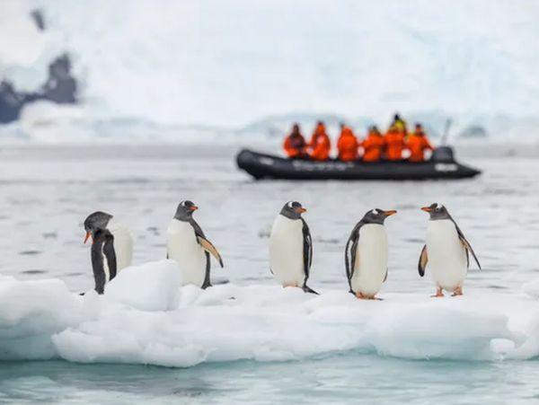 Group of penguins standing on an ice floe with people in a boat in the background.