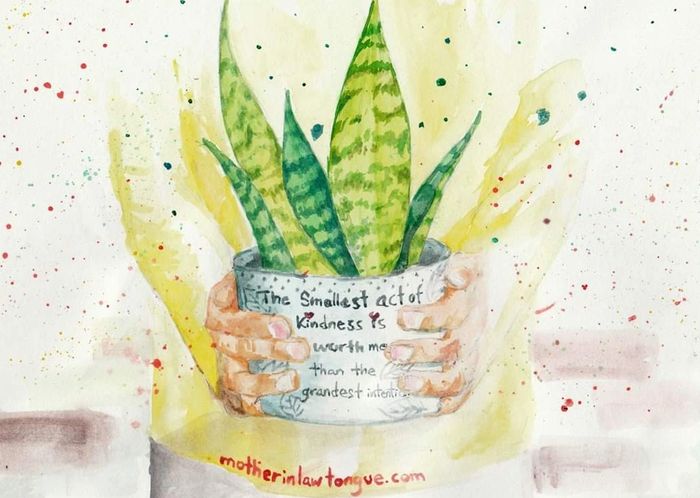 Snake plant or Sansevieria(san-se-vi-ee’-ri-ah)member of the Lily Family, Mother-in-Law’s tongue 
