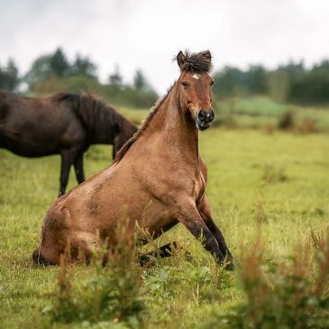 Pferd sitzt auf einer Wiese.