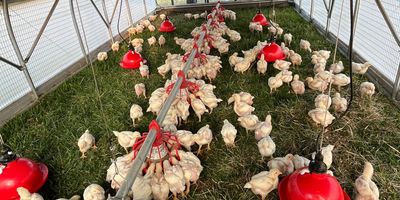 Flock of young chickens on grassy pasture.