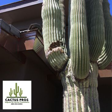 Saguaro and Cactus Treatments