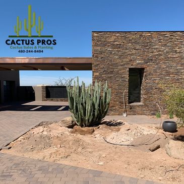 Saguaro Cactus Transplanting, Sales, and Removals - Cactus Pros Inc