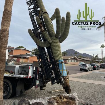 Saguaro Cactus Transplanting, Sales, and Removals - Cactus Pros Inc