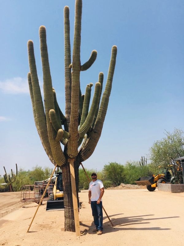 Keith Price Next to Large Saguaro He Successfully Relocated.  Cactus Pros Inc 480-244-8494