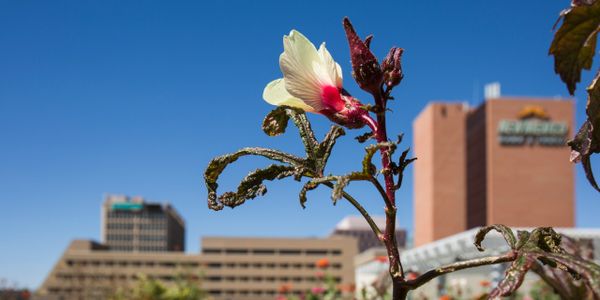 Roof top garden with NM Bank and Trust Building in the background (320 Gold SW)