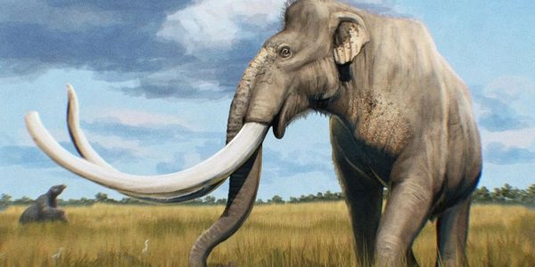 An artistic depiction of a prehistoric elephant with long, curved tusks in a grassy landscape.