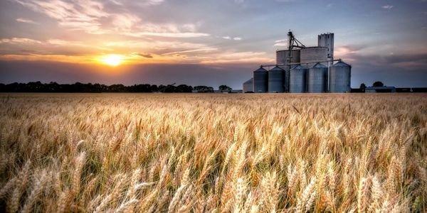 Golden wheat field at sunset with grain silos in the background.