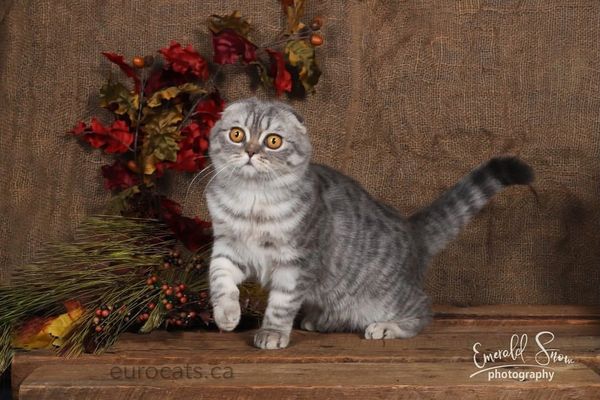 world champion scottish fold cat