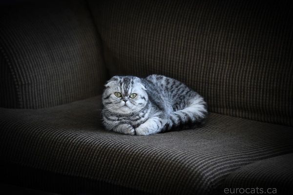 champion scottish fold cat breeder