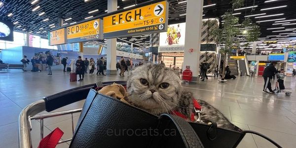 scottish fold cat breeder