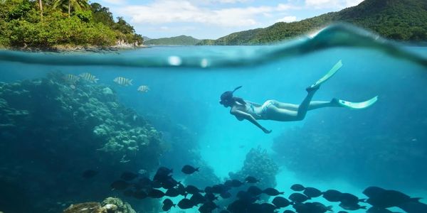 A snorkeler swimming underwater above a school of fish