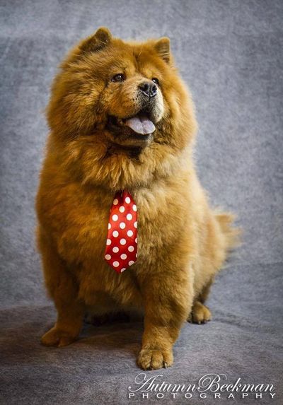 houston chow chow connection chow chow rescue collars and leashes