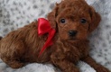 Cuddly Malti Poo Puppies