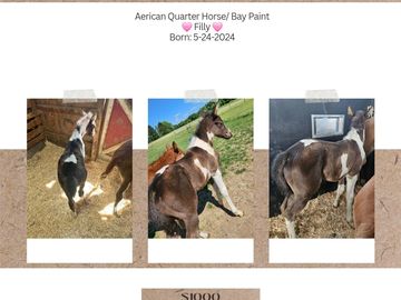 🐎 Quarter Horse / Paint 🩷 Filly 🩷 
🔹️ Born: 5-24-2024
🔹️ Fee: $1️⃣0️⃣0️⃣0️⃣‼️