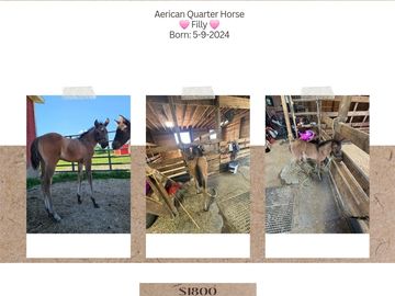 Grade no papers

🐎 Full Quarter Horse  🩷 Filly 🩷
🔹️ Born: 5-9-2024
🔹️ Fee: $1️⃣8️⃣0️⃣0️⃣‼️
▪️️ 