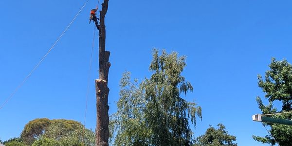 Reliable tree care: Hedge trimming, storm restoration, tree health. Expert arborists ready to serve