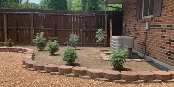 Cannabis growing in my backyard