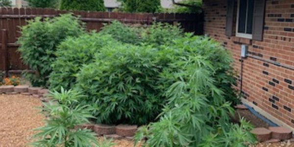 Big cannabis plants grown at home