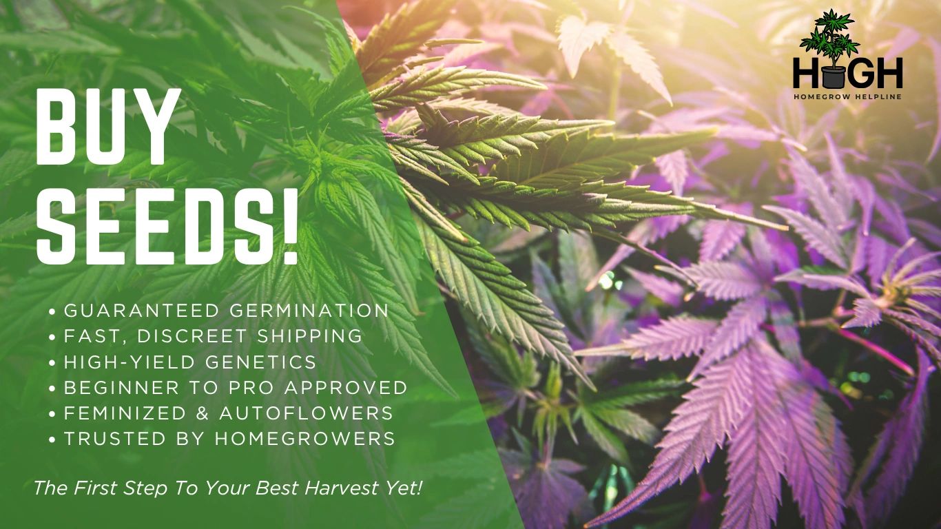 Buy cannabis seeds for growing at home