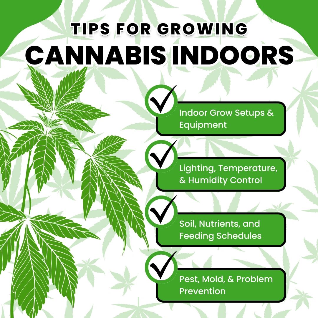 Growing cannabis indoors at home