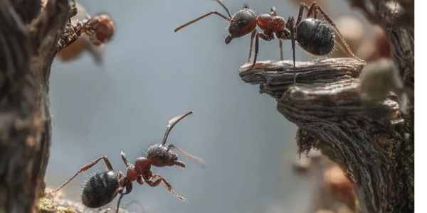 Supercolony Wars: An Insect Epic

In 1907, Argentine ants invaded California and triggered the great