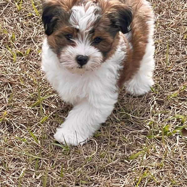 Fluffy tricolor puppy exploring dry grass outdoors.