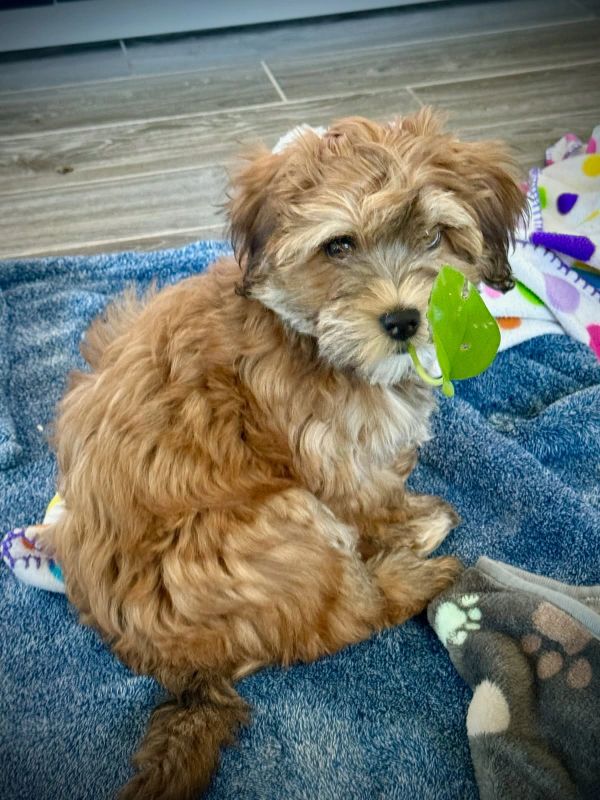 A fluffy brown puppy sitting on a blue blanket with a green leaf near its mouth.
