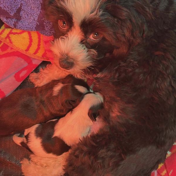 A mother dog nursing her two puppies closely beside a colorful blanket.
