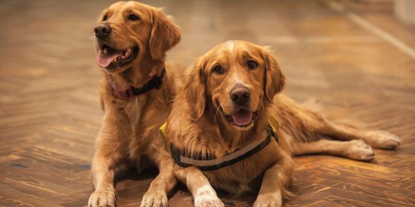 Two friendly dogs, showcasing our pet-friendly cleaning services for homes with furry friends.