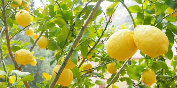 Lemons on a tree, symbolising 'Zest' and the freshness we bring to every clean.