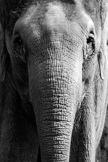 Eye contact with an elephant. A fine art, monochrome, photograph of wildlife at the Taronga Zoo.

