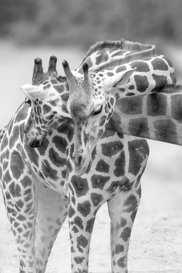 A fine art, monochrome photograph of two giraffes cuddling at the Taronga Zoo, Sydney, Australia.