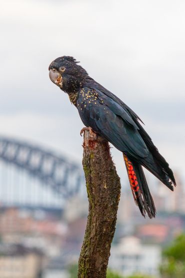 A fine art photograph of a black cockatoo with the Sydney Harbour Bridge in the background.