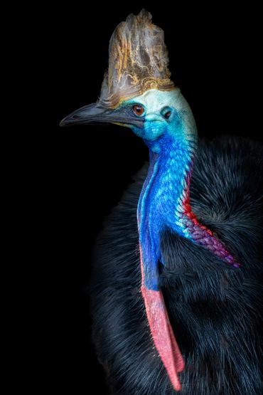 A fine art photograph of a cassowary at the Taronga Zoo, Sydney, Australia with a black background.