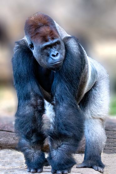 A fine art photograph of a silverback gorilla at the  Taronga Zoo, Sydney, Australia.