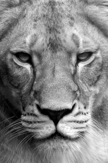 Eye contact with a lioness. A fine art, monochrome, photograph of wildlife at the Taronga Zoo.

