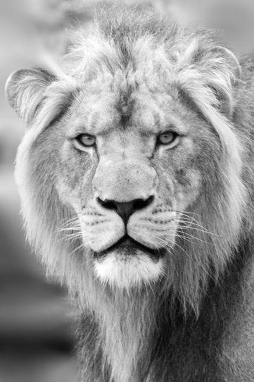 Eye contact with a lion. A fine art, monochrome, photograph of wildlife at the Taronga Zoo.
