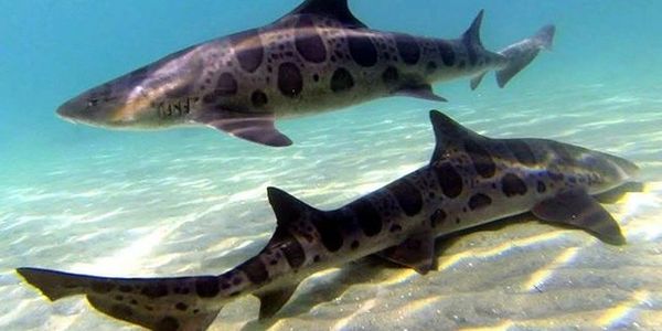 2 leopard sharks in la Jolla