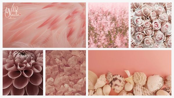 Pink Aesthetic Collage; Pink Flowers, Pink Roses, Pink Seashells, + Pink Crystals.