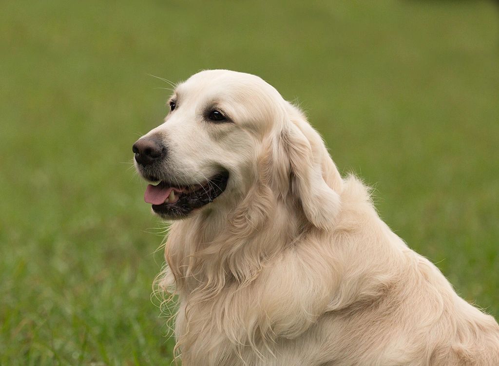 English Creme Golden Retrievers Spun Gold Golden Retrievers