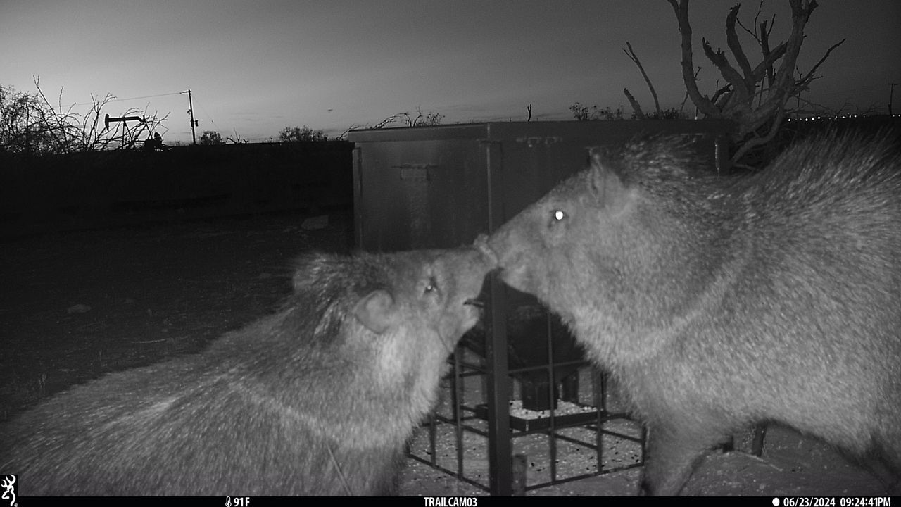 Game cameras provide valuable intel for wildlife management activities.