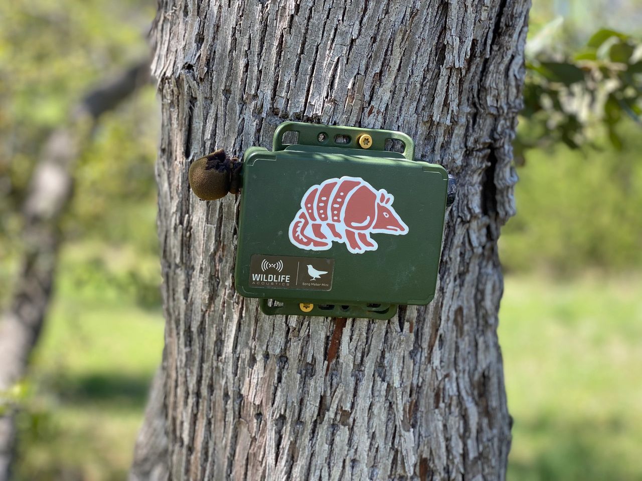 Bioacoustic monitoring involves recording and analyzing environmental sounds to study wildlife.