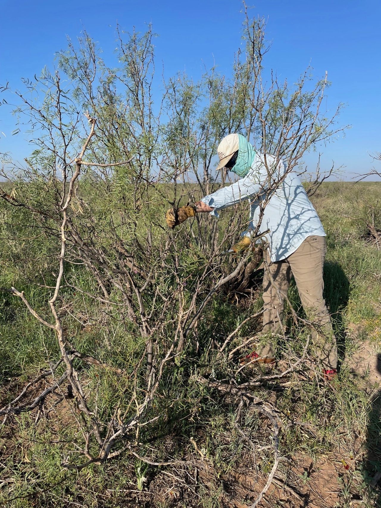 A wildlife biologist performs half cutting on a mesquite tree in West Texas. 
