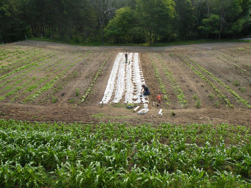 Sweet Potato Slips Gelert Garden Farm