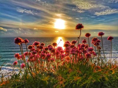 Sunset behind wildflowers by the sea.