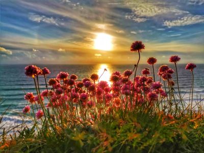Sunset behind wildflowers by the sea.